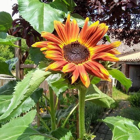 Les Tournesols Panzió La Bernardiere Kültér fotó
