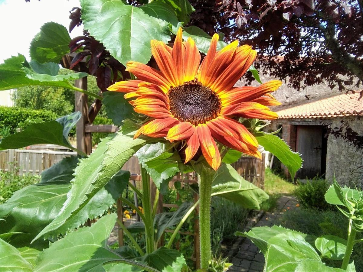 Les Tournesols Panzió La Bernardiere Kültér fotó